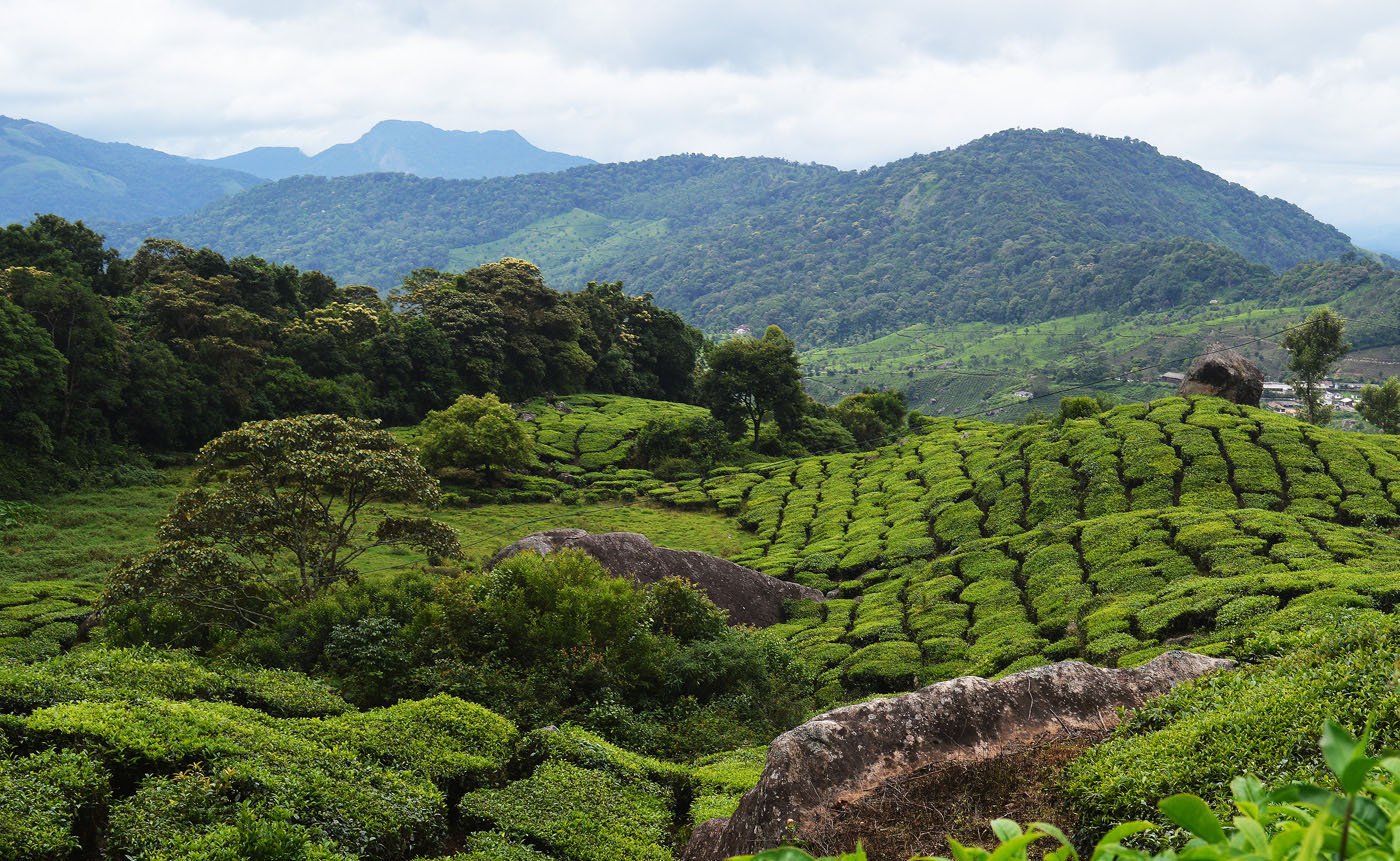 munnar-spicecountry-resort